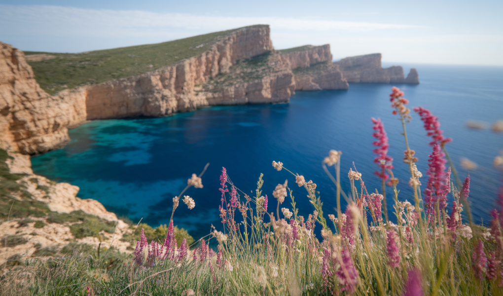 menorca-falaises-mediterranee-fleurs