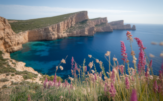 menorca-falaises-mediterranee-fleurs