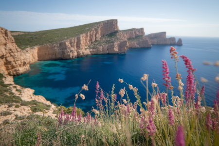 menorca-falaises-mediterranee-fleurs