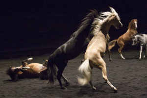 Les chevaux du cirque Zingaro sont des acteurs ici pour Ex Anima mis en scène par Bartabas