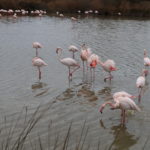 Flamingos 04